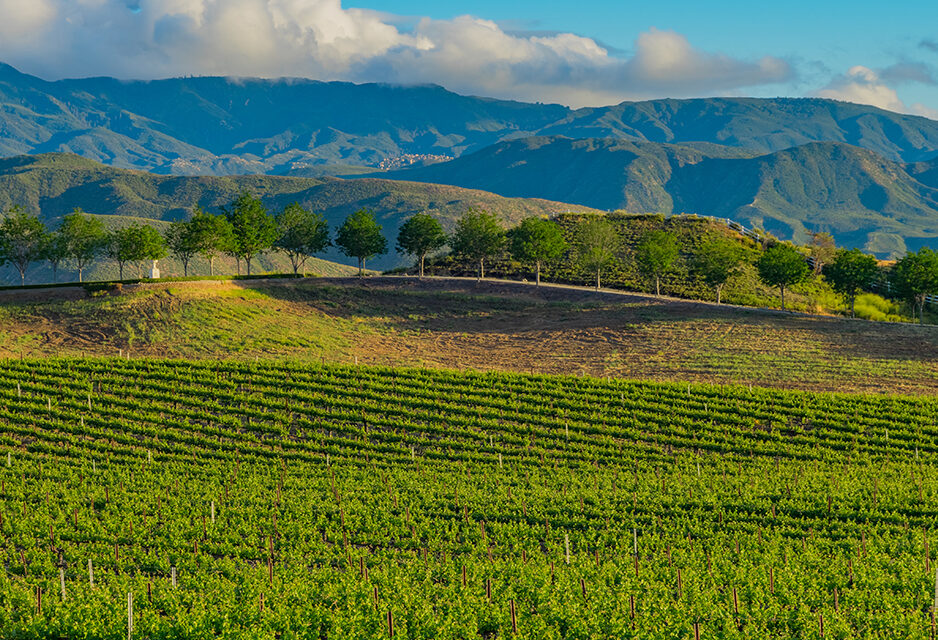 temecula valley, wouthern california, wine country, beautiful landscape, vineyards with rolling hills