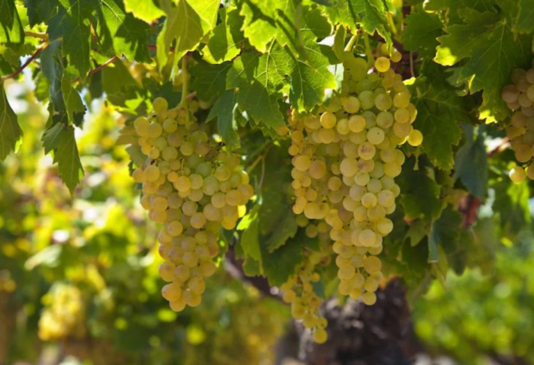 ARNEIS WINE GRAPES