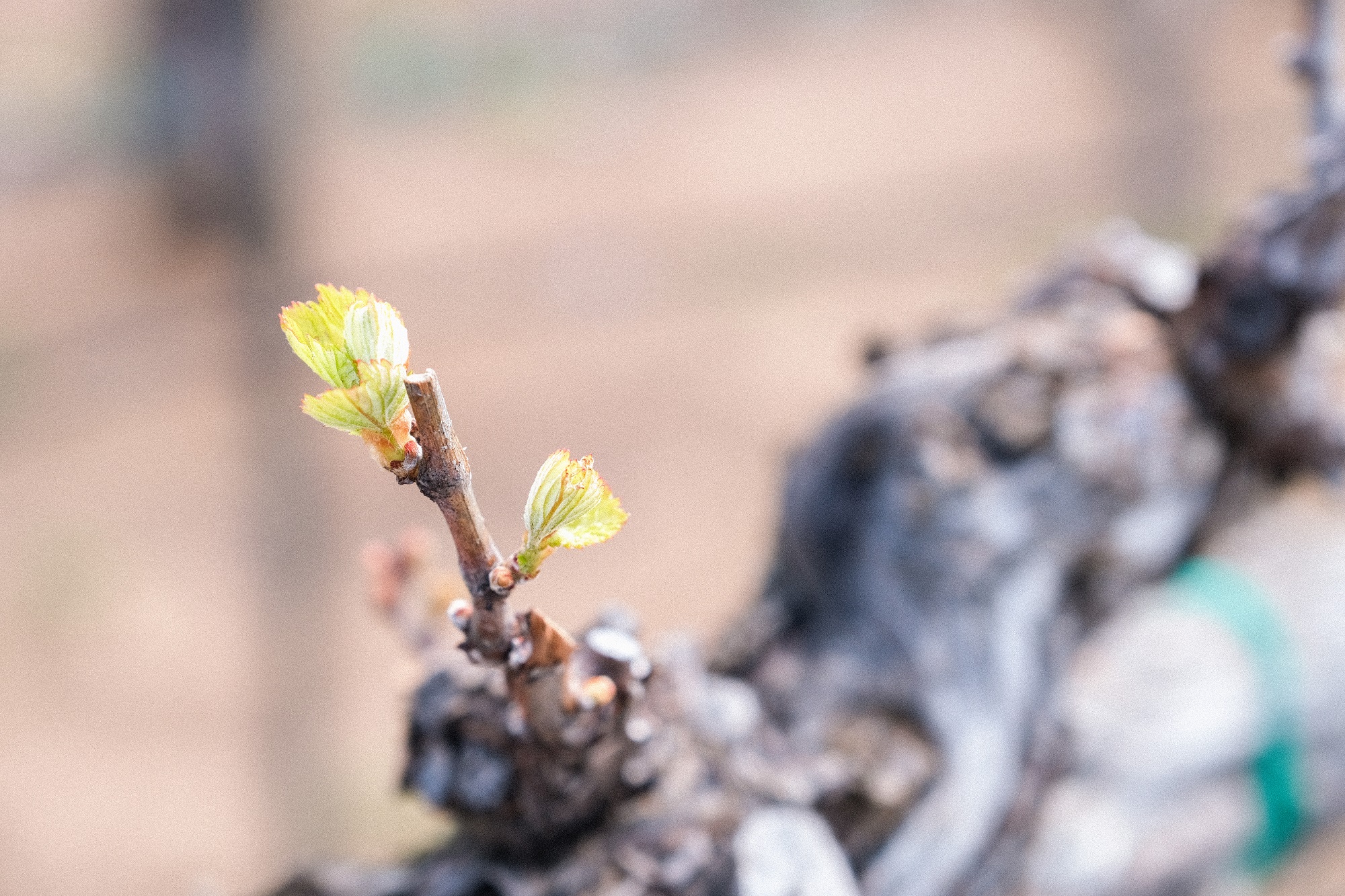 Wine grape, bud break in the vineyard during spring